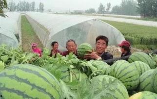 娱乐吃瓜君山河令,古装武侠剧中的甜蜜与热血交织