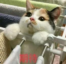 娱乐吃瓜酱三花猫的魅力