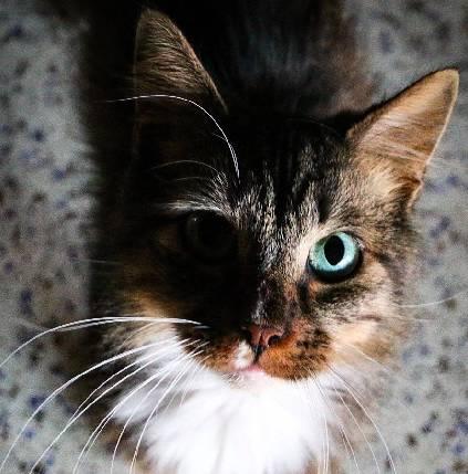 娱乐吃瓜酱三花猫的魅力