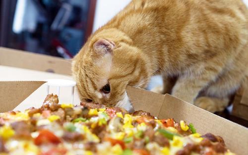 猫猫永不为奴娱乐吃瓜酱