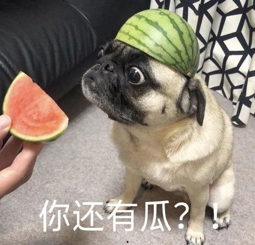 吃瓜表情包猹,吃瓜群众的欢乐源泉